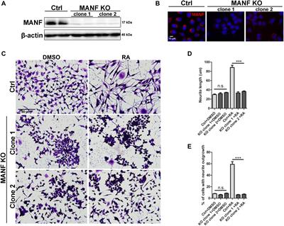 Mesencephalic Astrocyte-Derived Neurotrophic Factor (MANF) Regulates Neurite Outgrowth Through the Activation of Akt/mTOR and Erk/mTOR Signaling Pathways